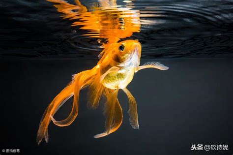 金魚數量 風水|【金魚要養幾隻】金魚要養幾隻？掌握風水秘訣，招財納福！